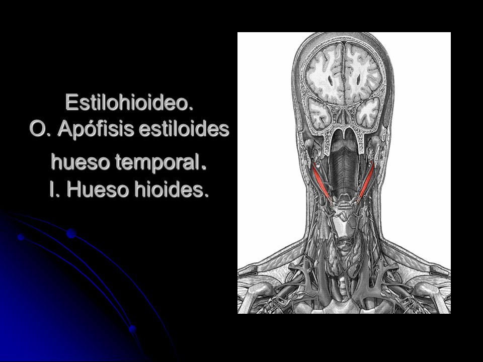 Estilohioideo. O. Apófisis estiloides hueso temporal. I. Hueso hioides.