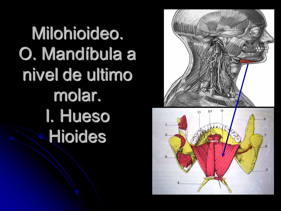 Milohioideo. O. Mandíbula a nivel de ultimo molar. I. Hueso Hioides