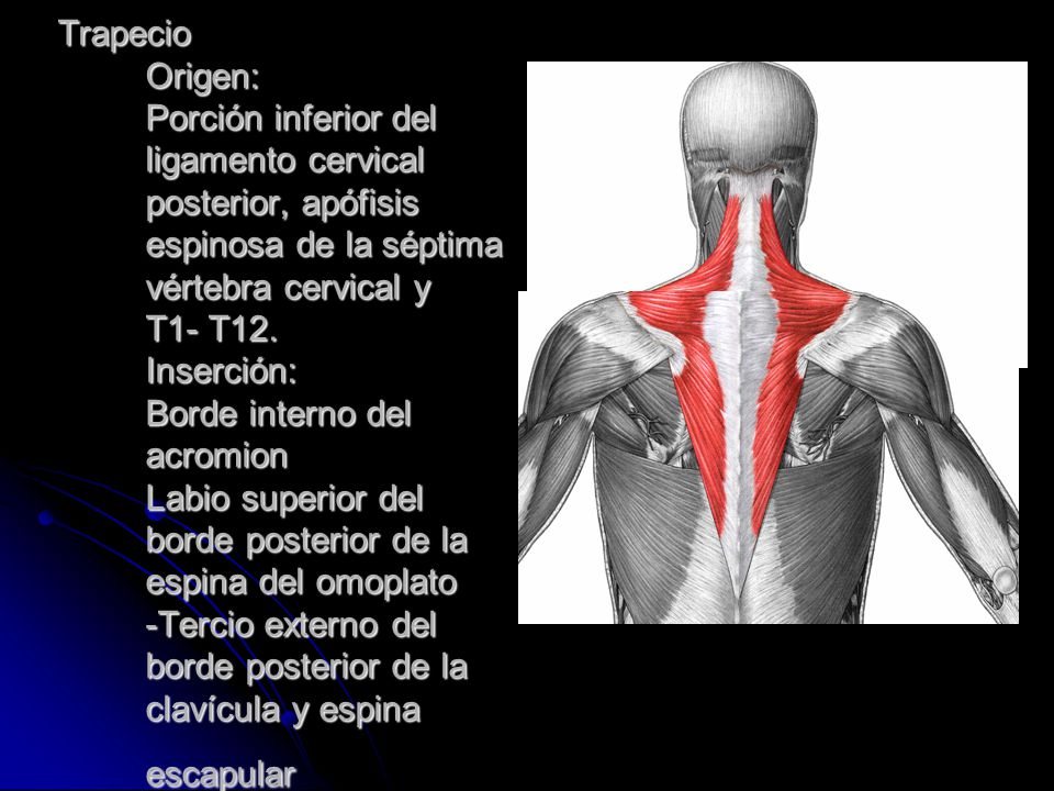 Trapecio Origen: Porción inferior del ligamento cervical posterior, apófisis espinosa de la séptima vértebra cervical y T1- T12.
