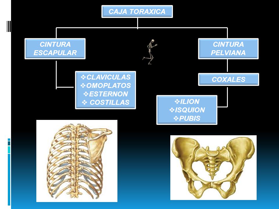 CAJA TORAXICA CINTURA ESCAPULAR. CINTURA PELVIANA. CLAVICULAS. OMOPLATOS. ESTERNON. COSTILLAS.