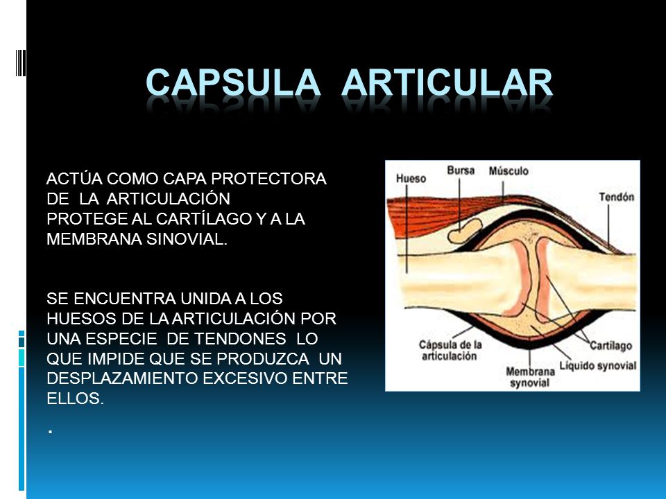 CAPSULA ARTICULAR . ACTÚA COMO CAPA PROTECTORA DE LA ARTICULACIÓN