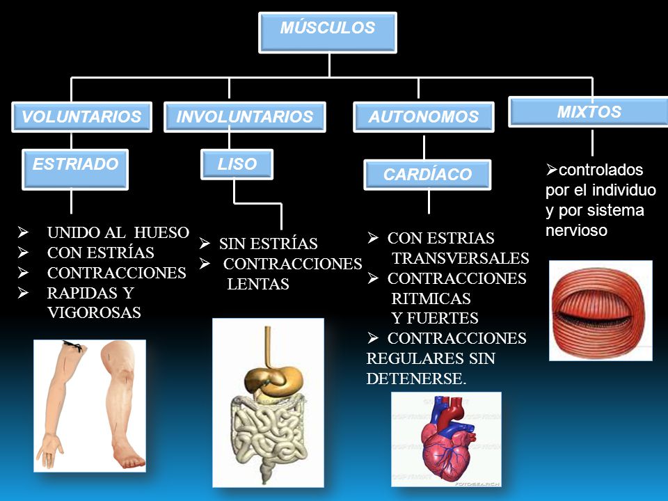 MÚSCULOS MIXTOS. VOLUNTARIOS. INVOLUNTARIOS. AUTONOMOS. ESTRIADO. LISO. controlados por el individuo y por sistema nervioso.