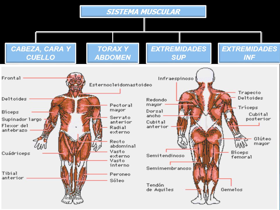 SISTEMA MUSCULAR TORAX Y ABDOMEN CABEZA, CARA Y CUELLO EXTREMIDADES SUP EXTREMIDADES INF