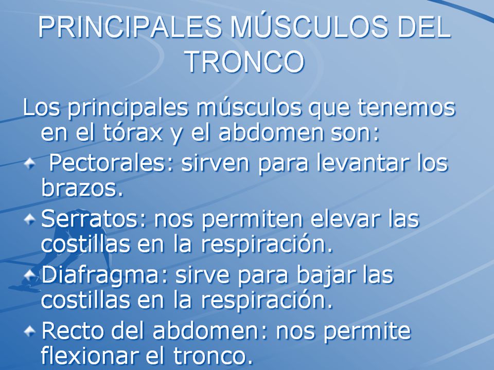 TORAX Y ABDOMEN Músculos del tórax • Pectoral mayor • Pectoral menor • Serrato mayor • Subclavio • Intercostales.