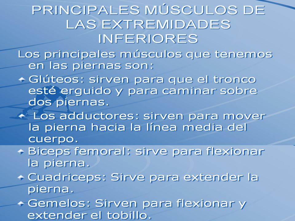 M. extensor largo de los dedos M. extensor largo del primer dedo