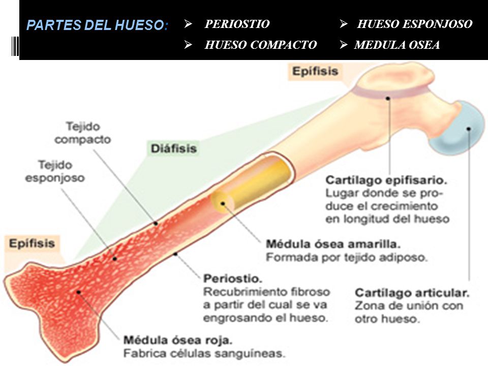 PARTES DEL HUESO: PERIOSTIO HUESO ESPONJOSO HUESO COMPACTO MEDULA OSEA