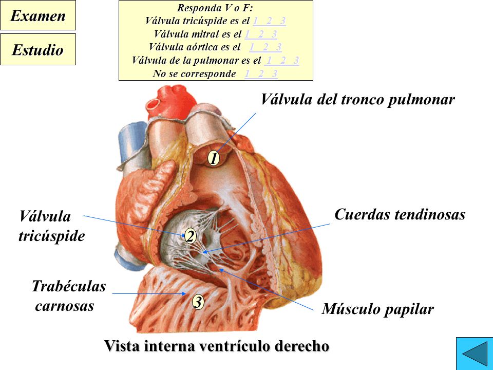 Válvula tricúspide es el Válvula de la pulmonar es el 1 2 3