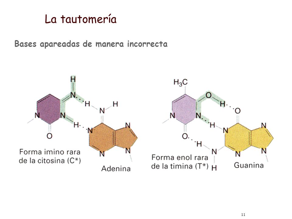 La tautomería Bases apareadas de manera incorrecta