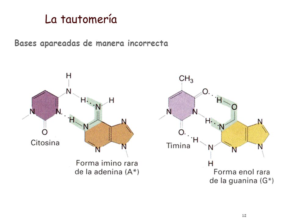 La tautomería Bases apareadas de manera incorrecta