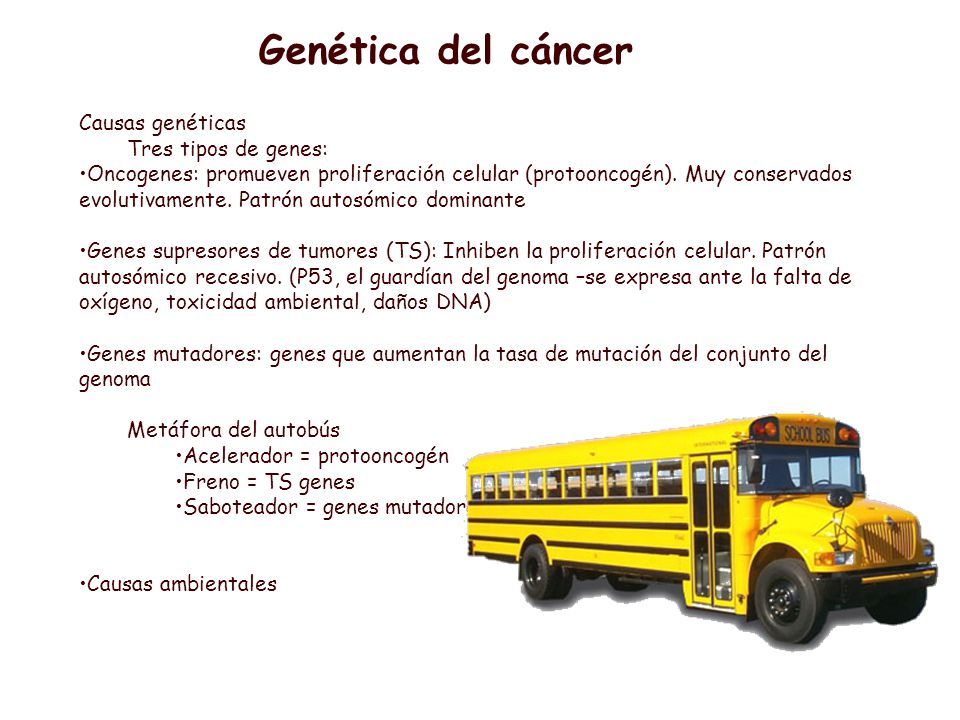Genética del cáncer Causas genéticas Tres tipos de genes: