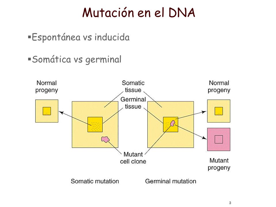 Mutación en el DNA Espontánea vs inducida Somática vs germinal