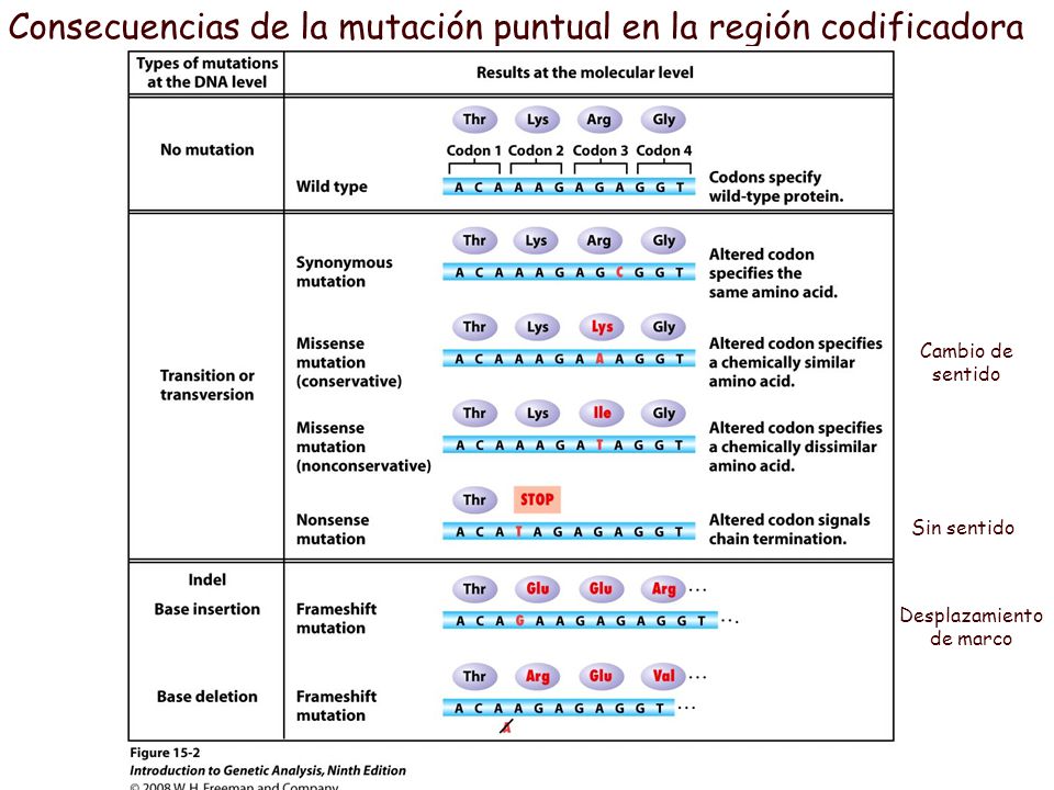 Consecuencias de la mutación puntual en la región codificadora