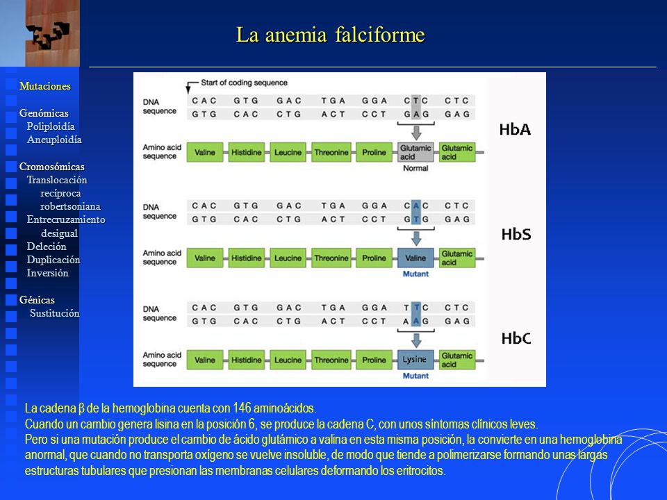 La anemia falciforme Mutaciones. Genómicas. Poliploidía. Aneuploidía. Cromosómicas. Translocación.