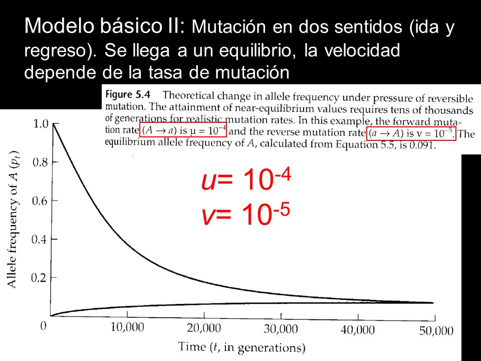 u= 10-4 v= 10-5 Modelo básico II: Mutación en dos sentidos (ida y