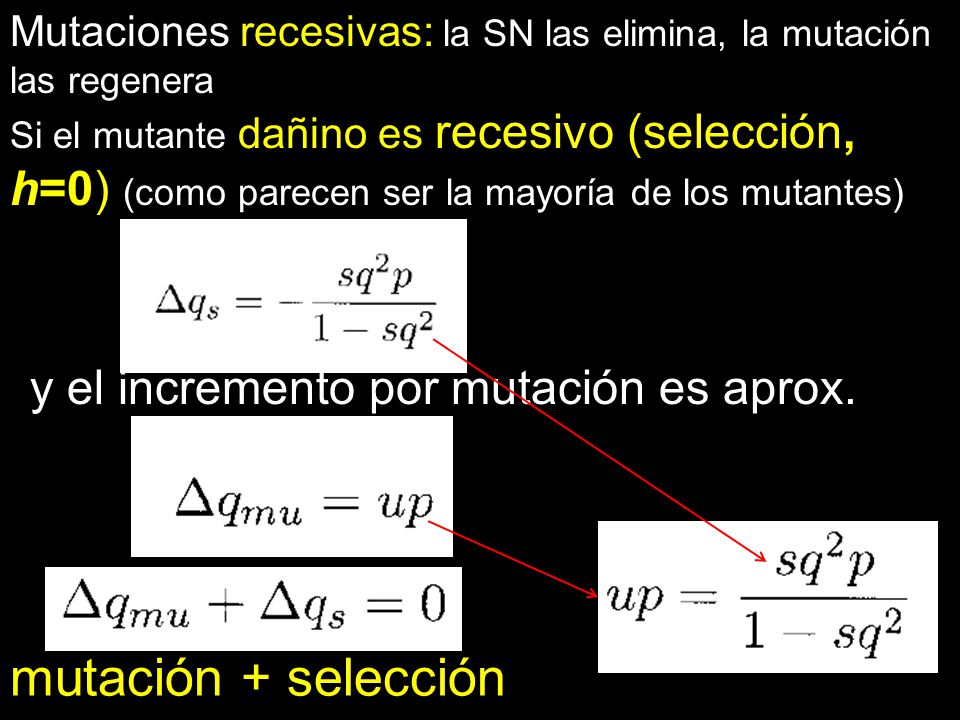 mutación + selección y el incremento por mutación es aprox.