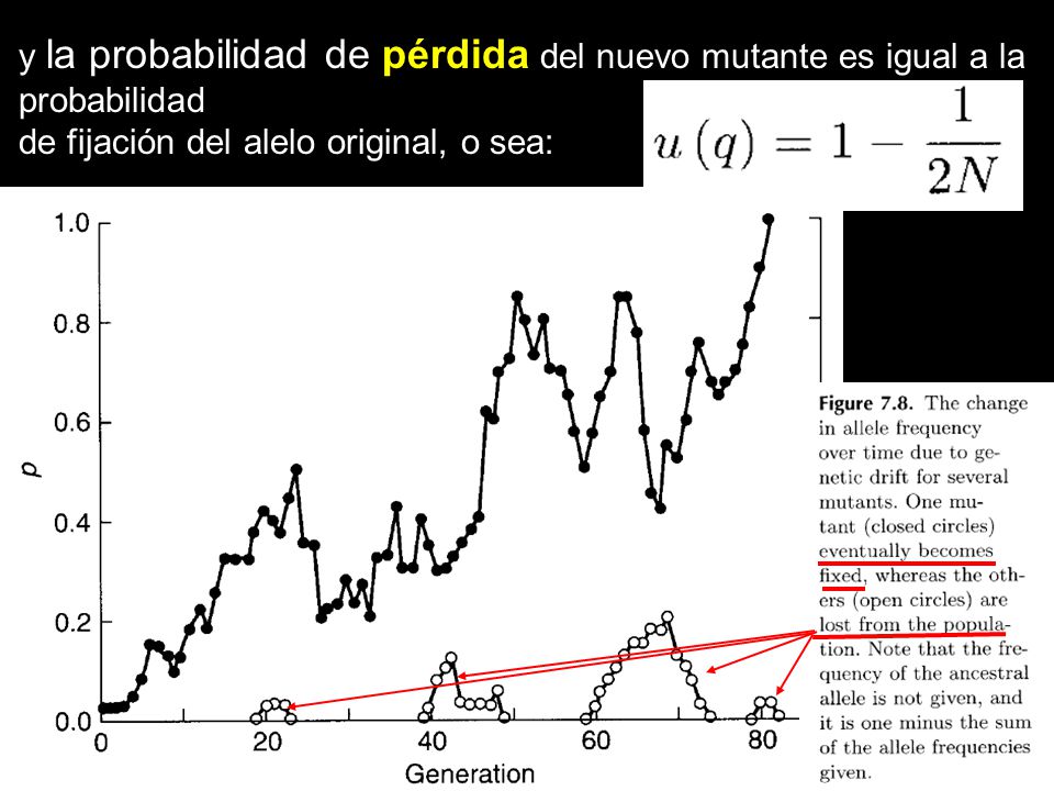 y la probabilidad de pérdida del nuevo mutante es igual a la probabilidad