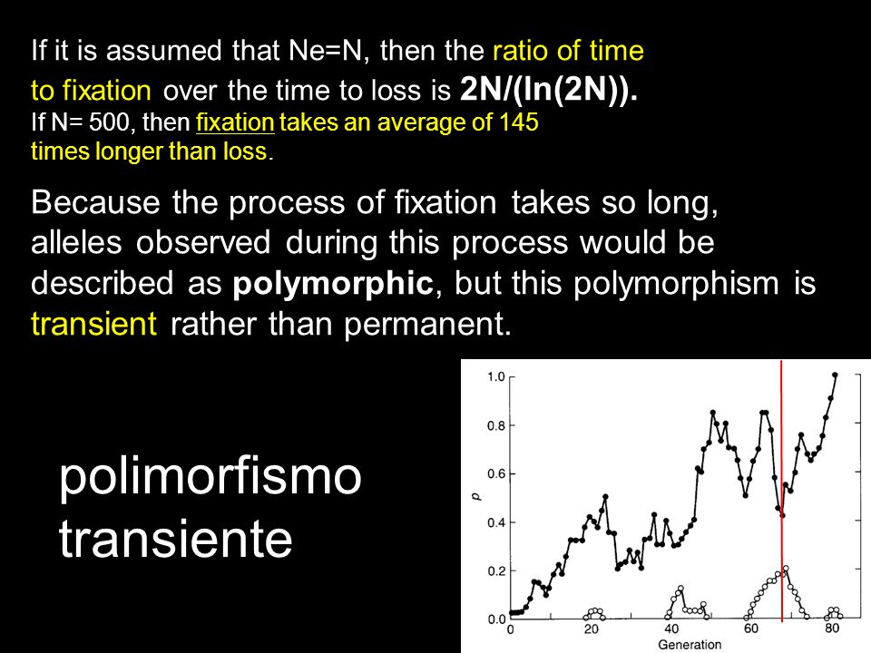 polimorfismo transiente Because the process of fixation takes so long,