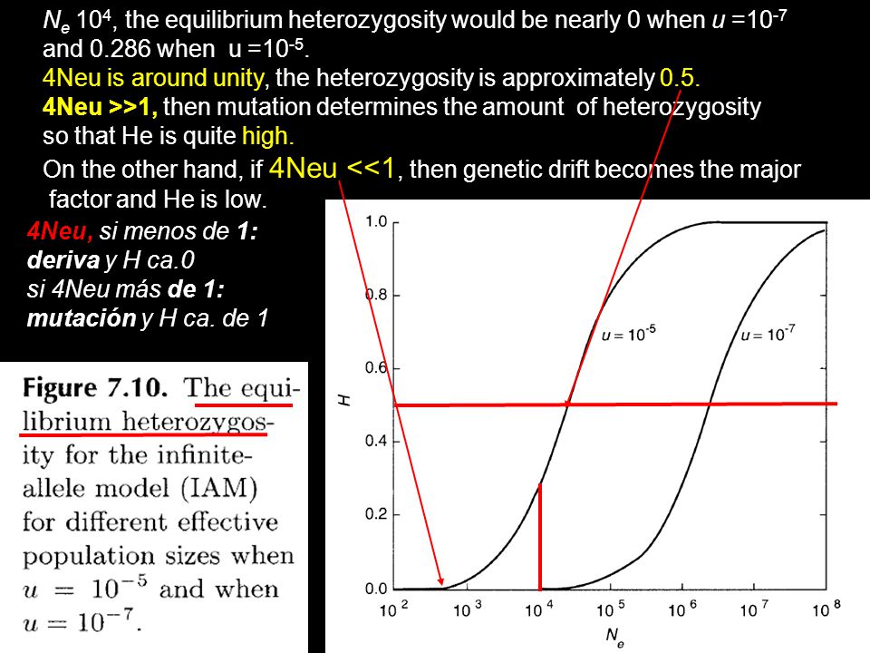 Ne 104, the equilibrium heterozygosity would be nearly 0 when u =10-7