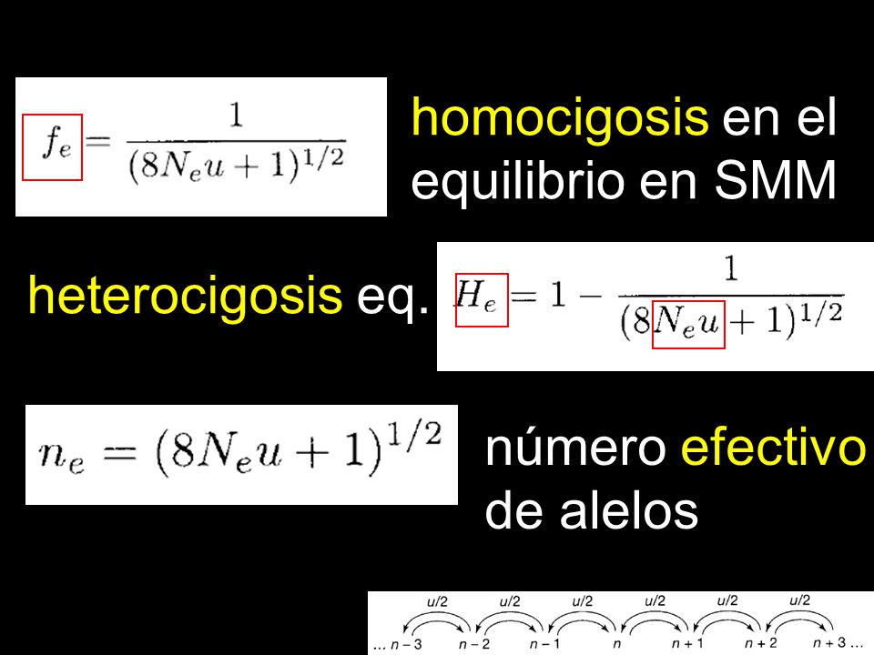 homocigosis en el equilibrio en SMM heterocigosis eq. número efectivo de alelos