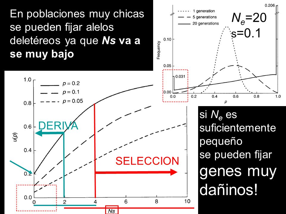 En poblaciones muy chicas se pueden fijar alelos deletéreos ya que Ns va a se muy bajo