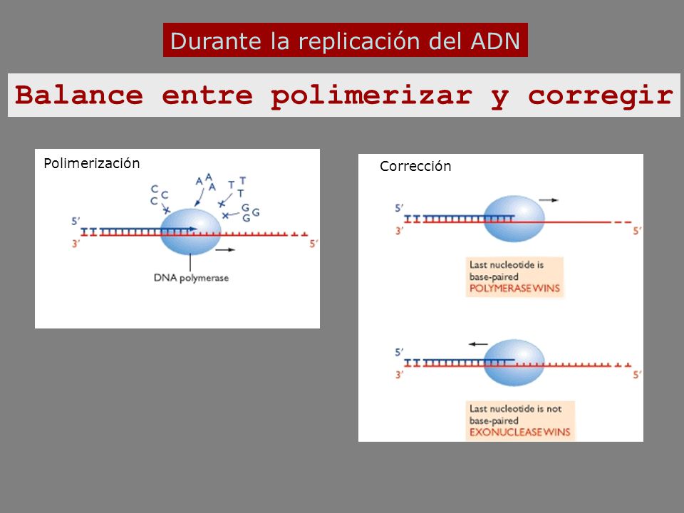 Balance entre polimerizar y corregir