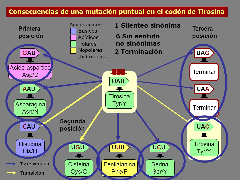 GAU UAG UAU AAU UAA UAC CAU UGU UUU UCU