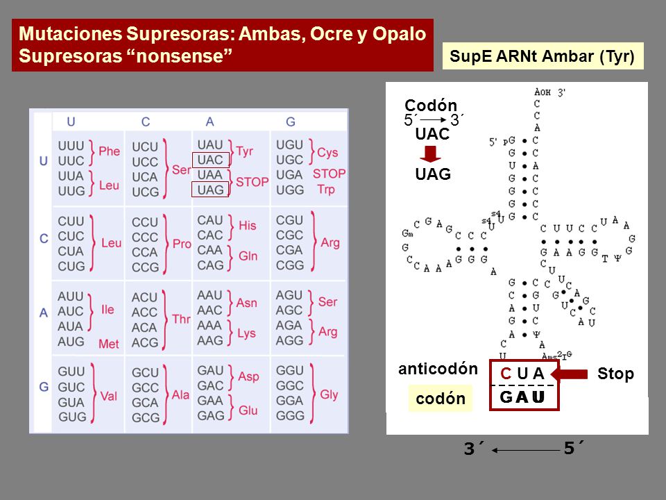 Mutaciones Supresoras: Ambas, Ocre y Opalo Supresoras nonsense