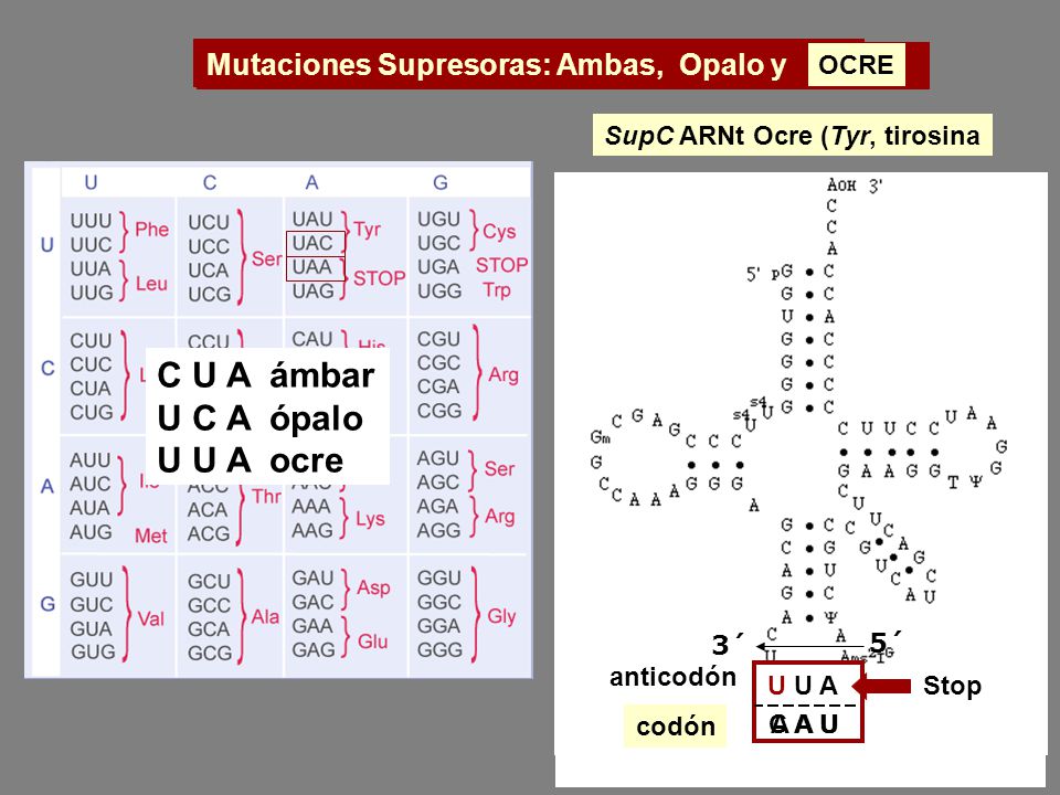 C U A ámbar U C A ópalo U U A ocre