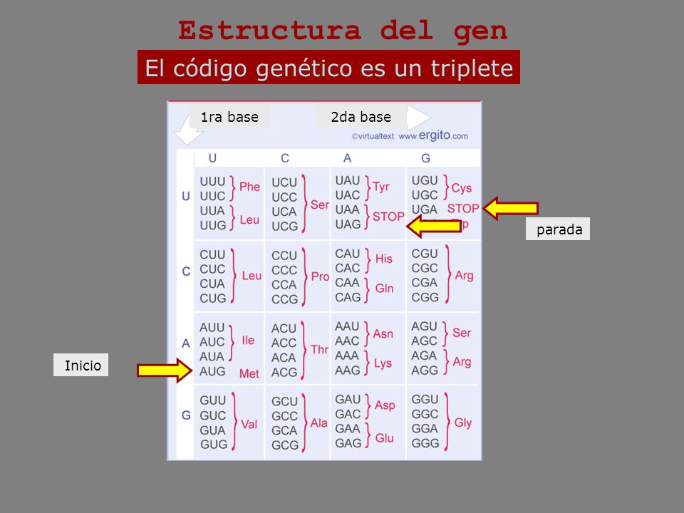 Estructura del gen El código genético es un triplete 1ra base 2da base