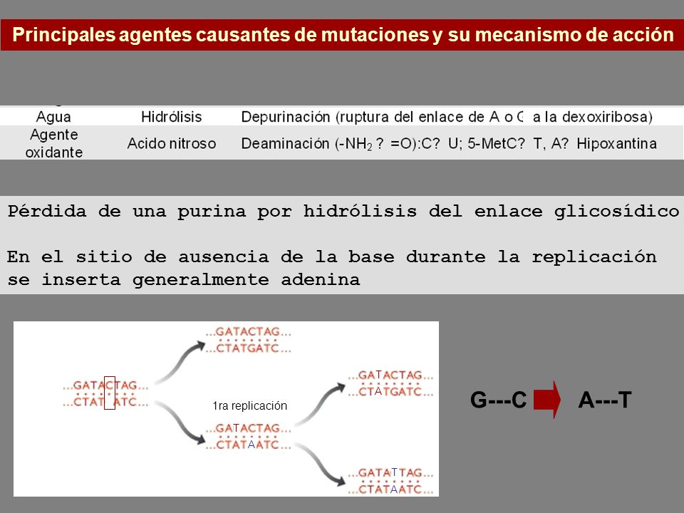 Principales agentes causantes de mutaciones y su mecanismo de acción