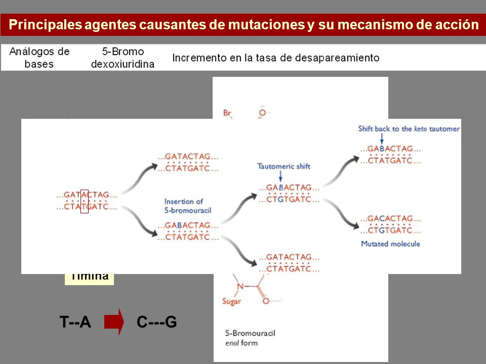 Principales agentes causantes de mutaciones y su mecanismo de acción