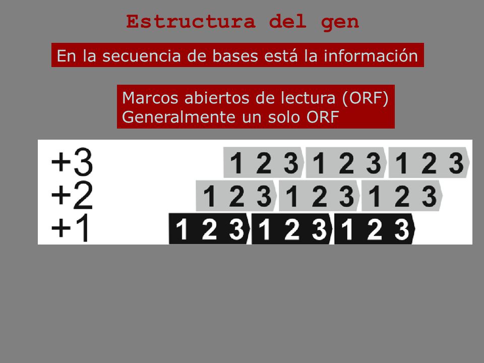 Estructura del gen En la secuencia de bases está la información