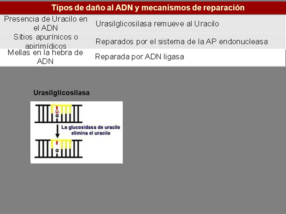 Tipos de daño al ADN y mecanismos de reparación
