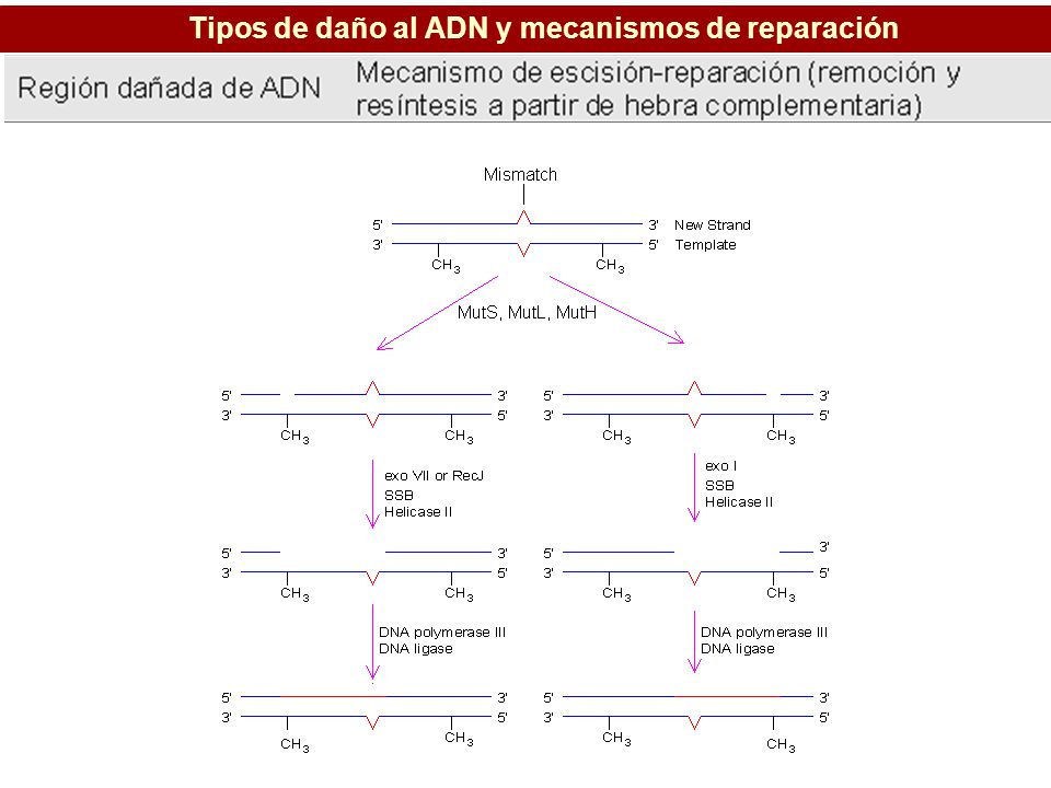 Tipos de daño al ADN y mecanismos de reparación