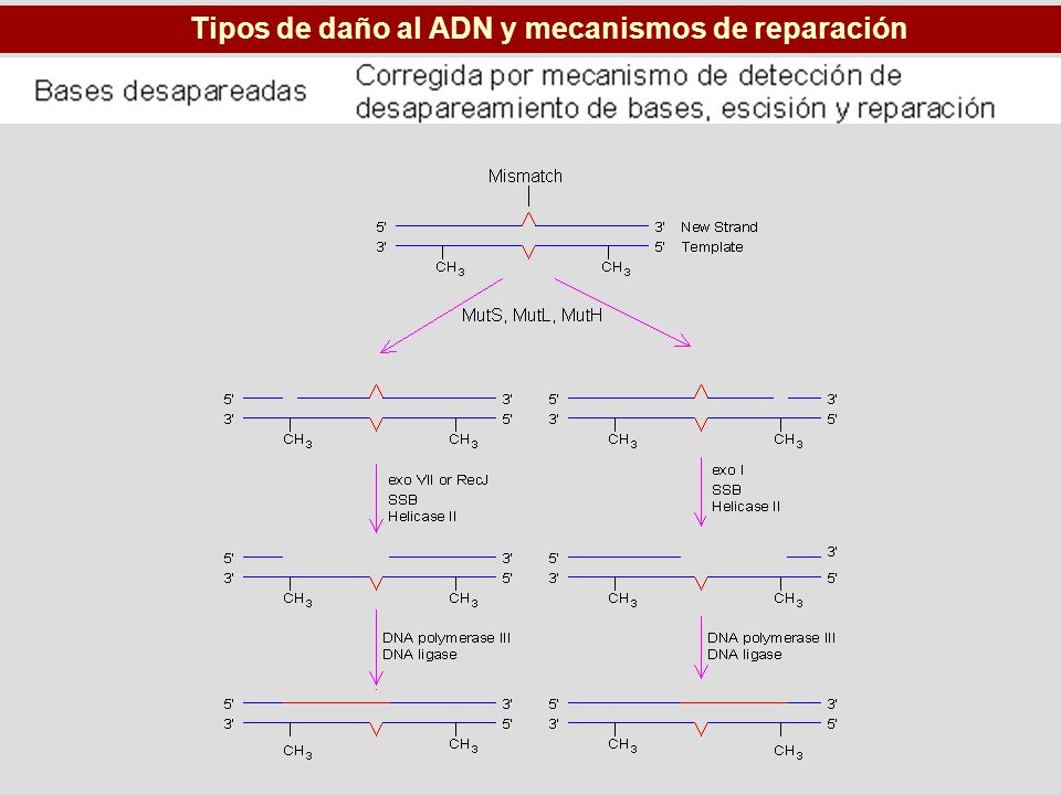 Tipos de daño al ADN y mecanismos de reparación