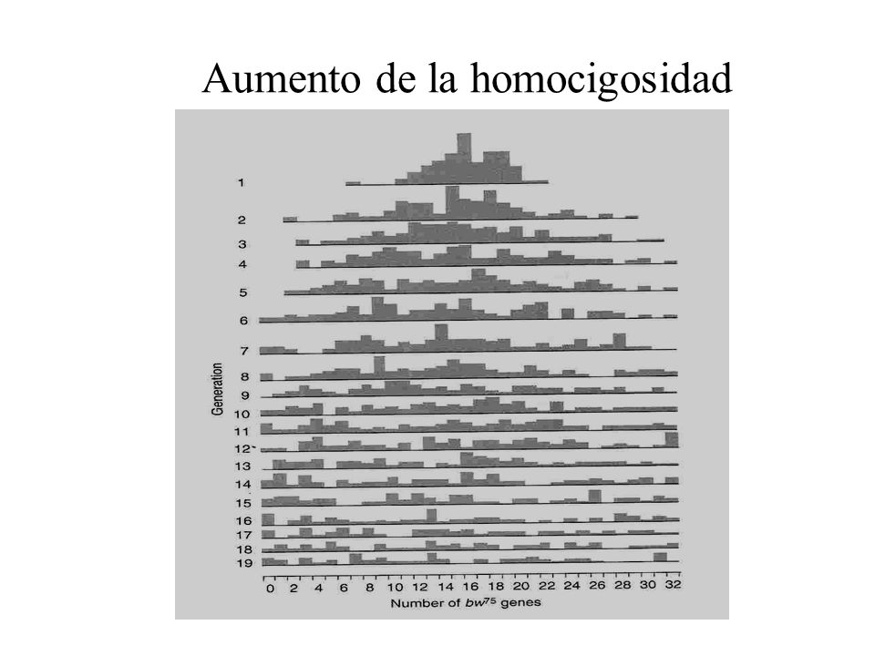 Aumento de la homocigosidad