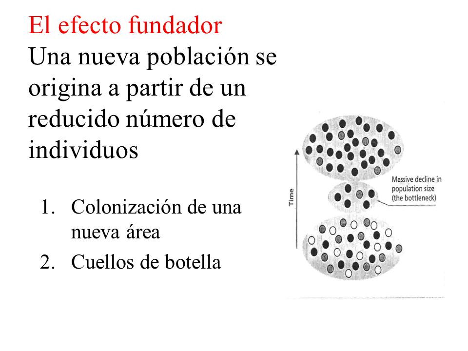 El efecto fundador Una nueva población se origina a partir de un reducido número de individuos