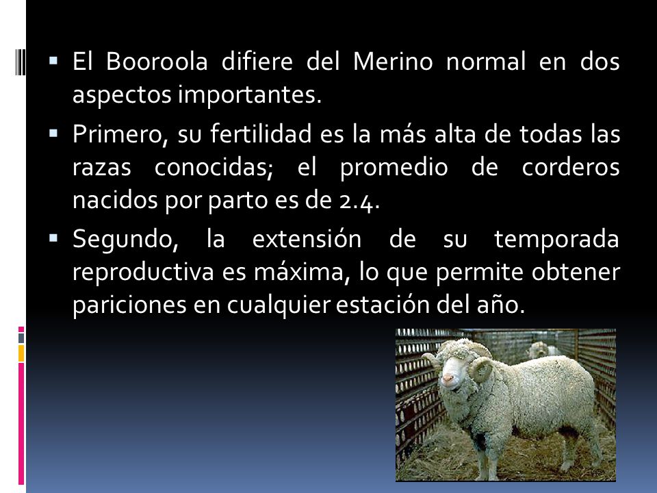 El Booroola difiere del Merino normal en dos aspectos importantes.