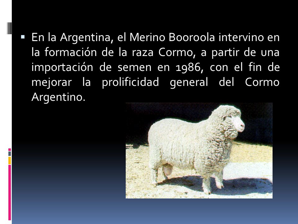 En la Argentina, el Merino Booroola intervino en la formación de la raza Cormo, a partir de una importación de semen en 1986, con el fin de mejorar la prolificidad general del Cormo Argentino.