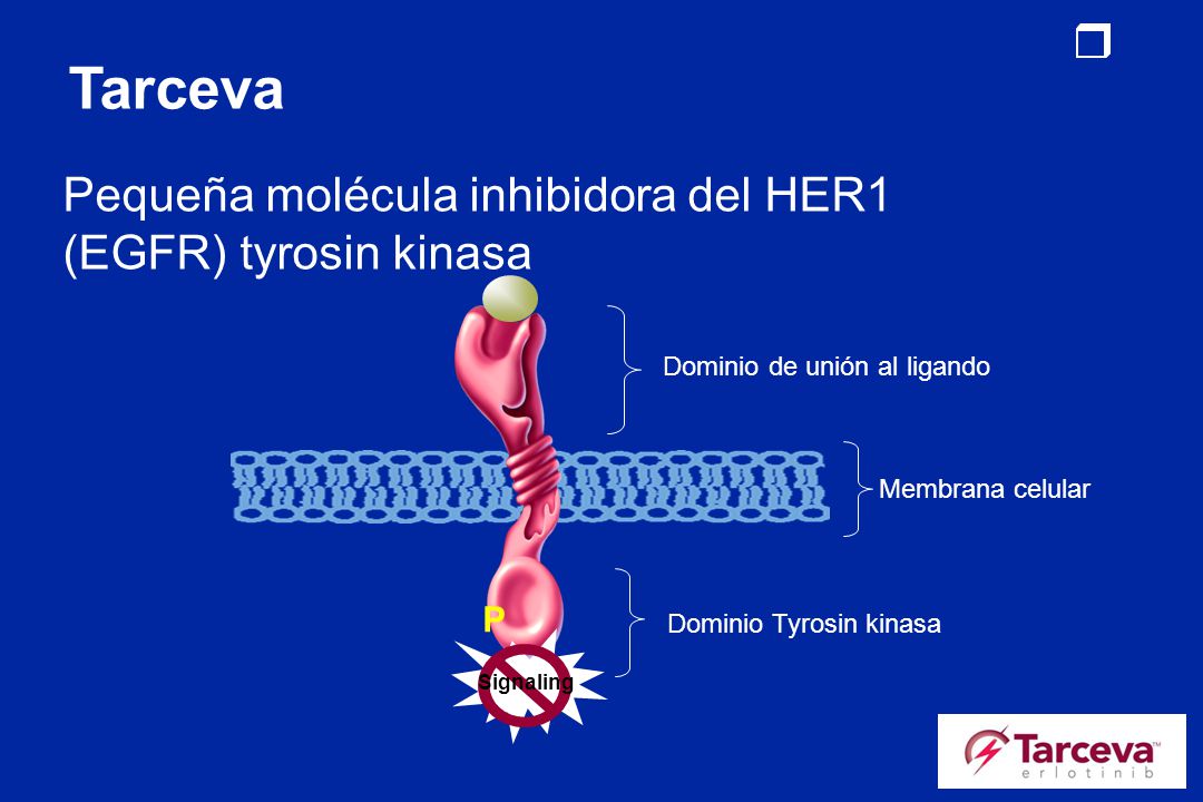 Tarceva Pequeña molécula inhibidora del HER1 (EGFR) tyrosin kinasa P