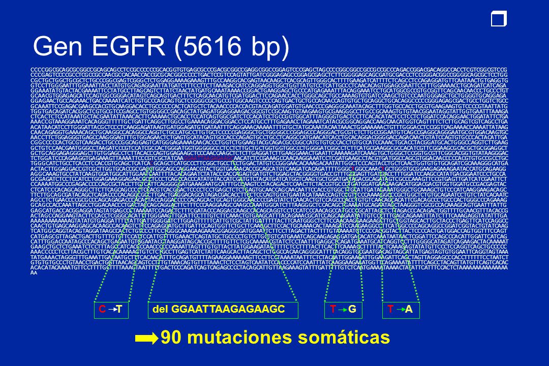 Gen EGFR (5616 bp) 90 mutaciones somáticas C T del GGAATTAAGAGAAGC T G