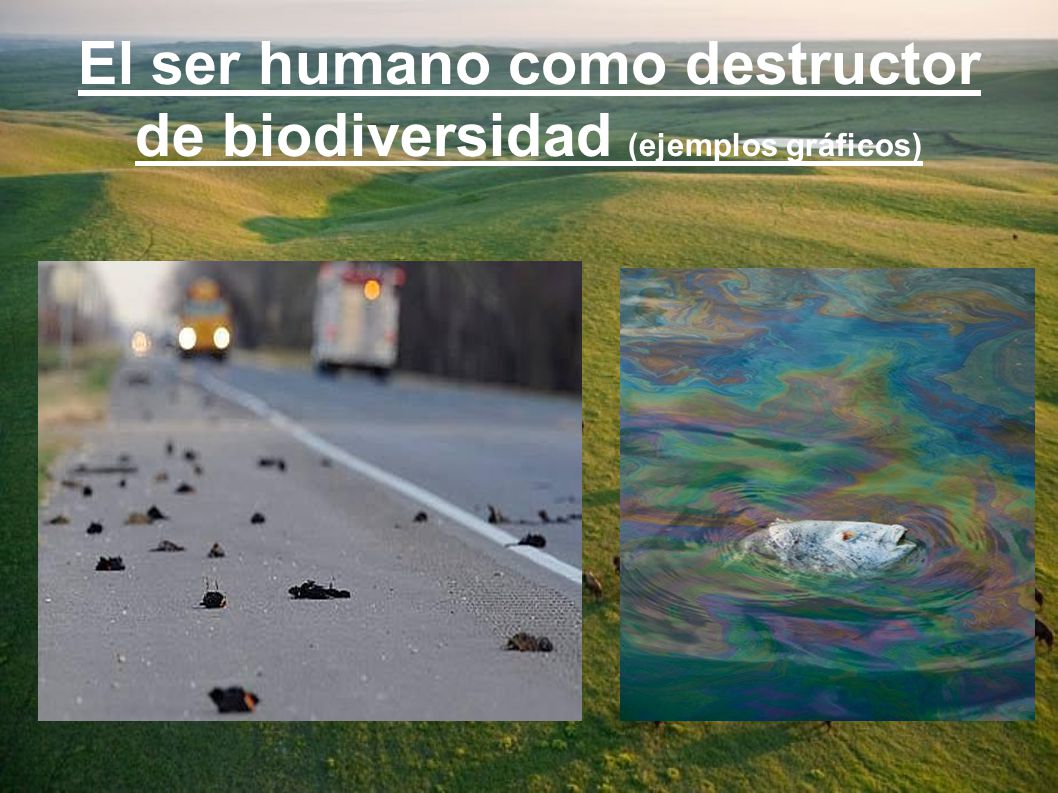 El ser humano como destructor de biodiversidad (ejemplos gráficos)