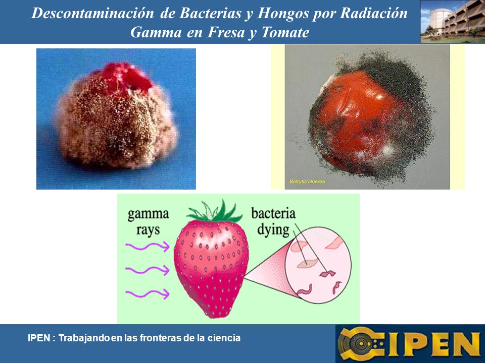 Descontaminación de Bacterias y Hongos por Radiación Gamma en Fresa y Tomate