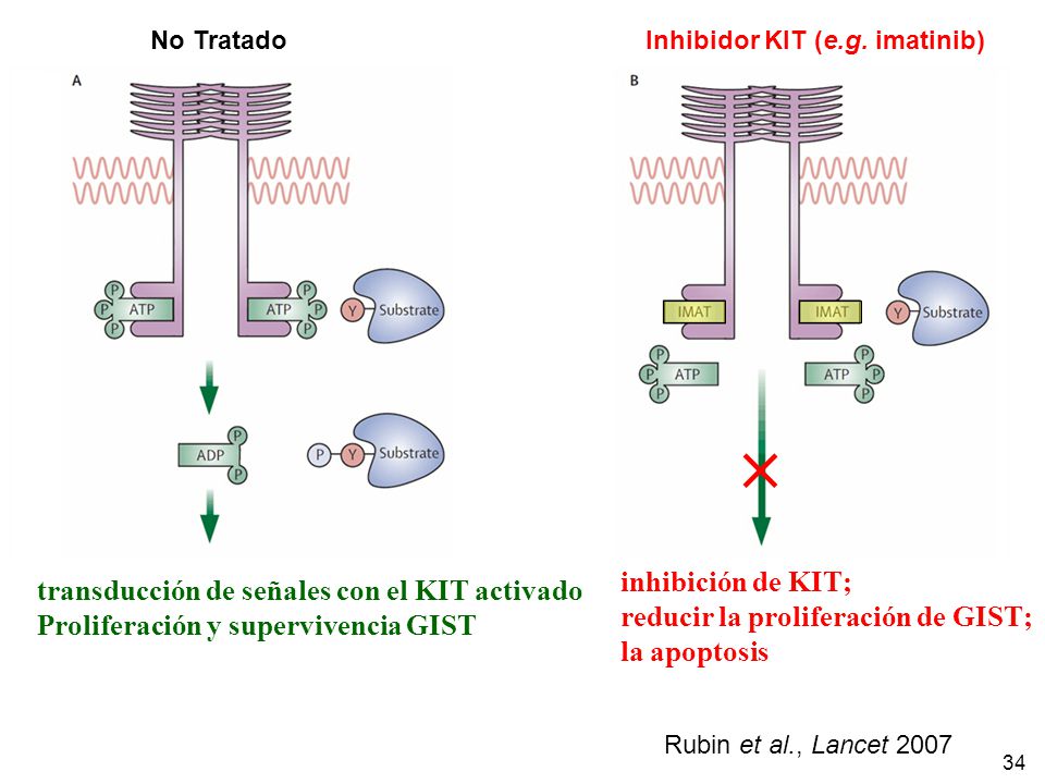 inhibición de KIT; transducción de señales con el KIT activado