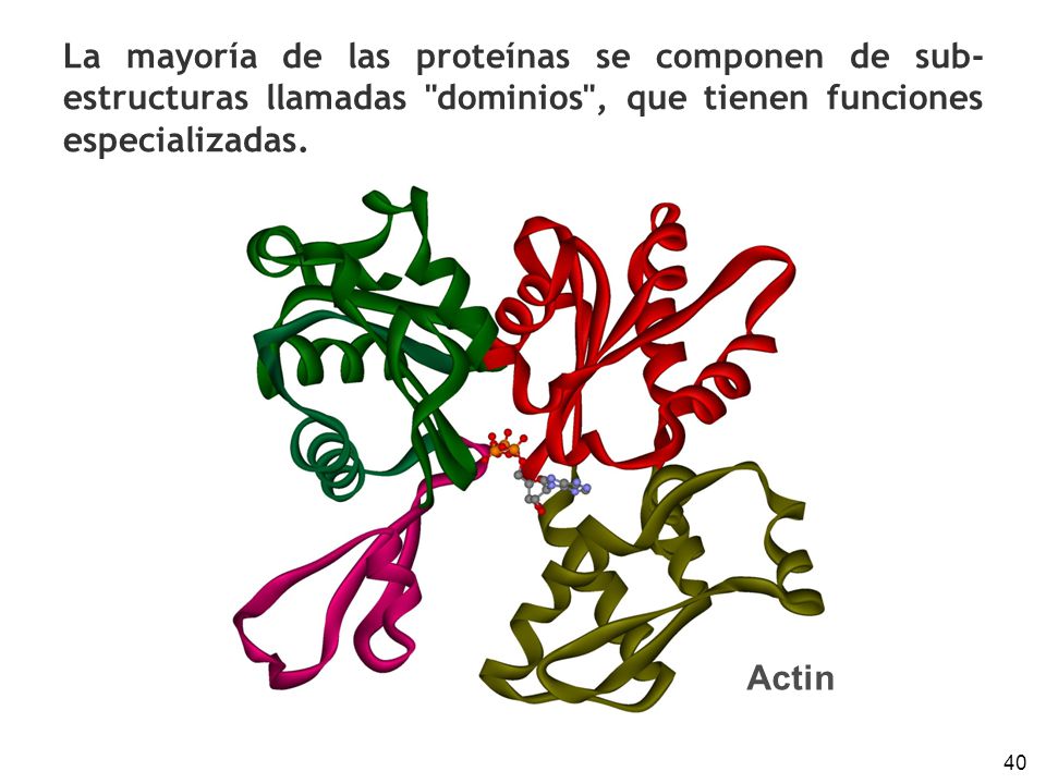 La mayoría de las proteínas se componen de sub-estructuras llamadas dominios , que tienen funciones especializadas.