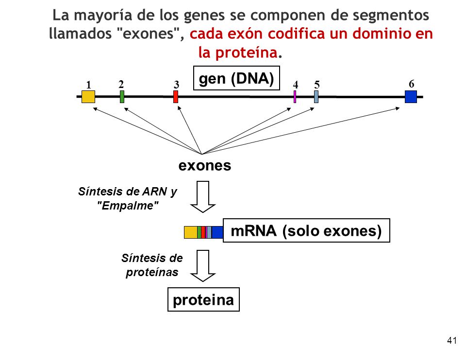 La mayoría de los genes se componen de segmentos llamados exones , cada exón codifica un dominio en la proteína.