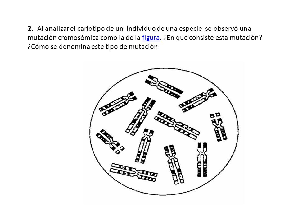 2.- Al analizar el cariotipo de un individuo de una especie se observó una mutación cromosómica como la de la figura.