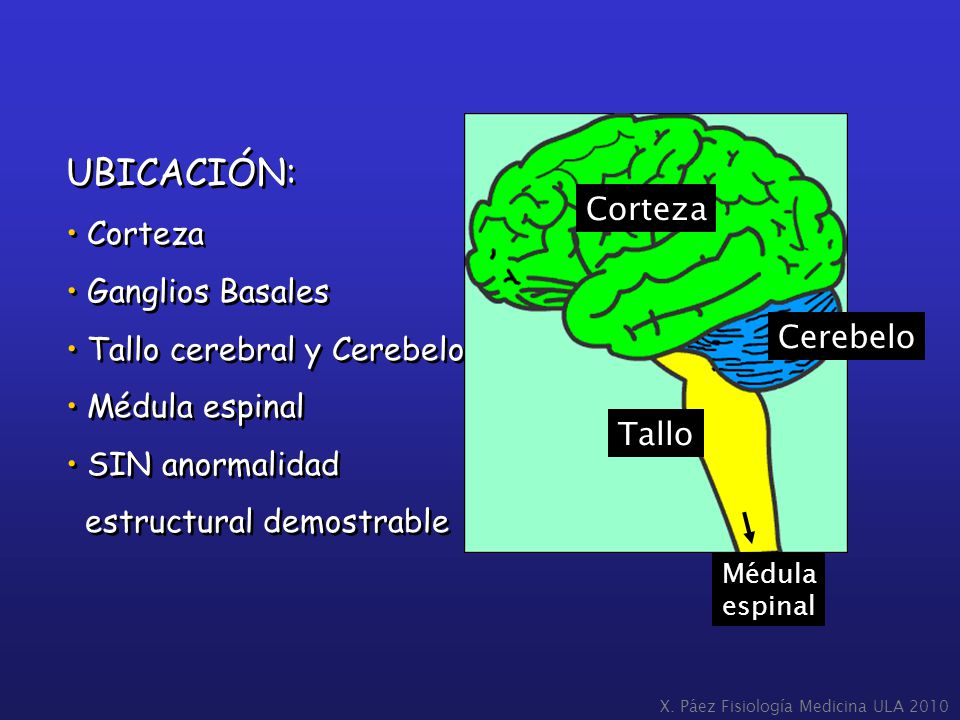 UBICACIÓN: Corteza Corteza Ganglios Basales Tallo cerebral y Cerebelo
