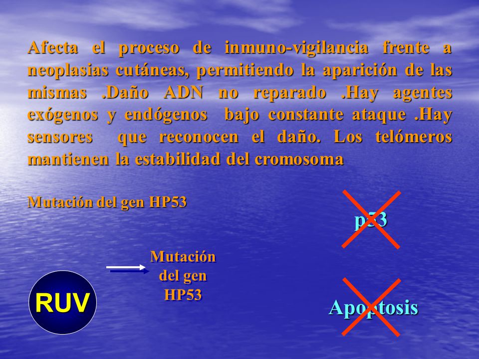 Afecta el proceso de inmuno-vigilancia frente a neoplasias cutáneas, permitiendo la aparición de las mismas .Daño ADN no reparado .Hay agentes exógenos y endógenos bajo constante ataque .Hay sensores que reconocen el daño. Los telómeros mantienen la estabilidad del cromosoma