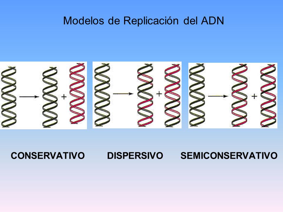 Modelos de Replicación del ADN